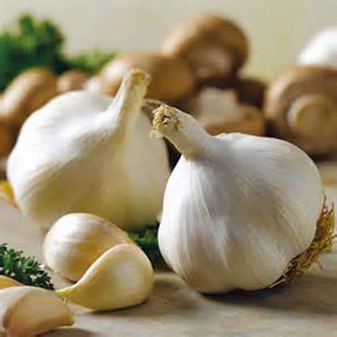 Whole Garlic Bulbs – Huge Non-GMO Bulbs for Fall Planting or Flavoring Dishes – Ready for Planting or Eating – (2 Bulb)
