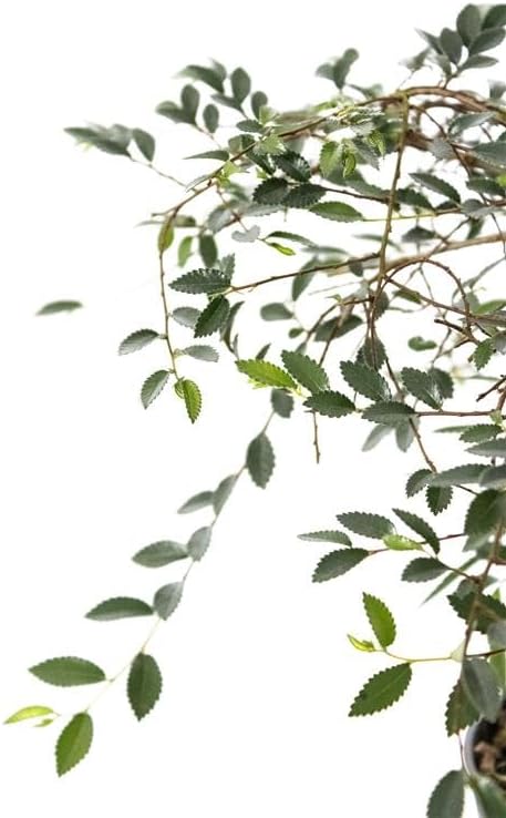 United Nursery Zelkova Serrata Small Bonsai – 6-Inch Grower Pot – 10–12” Tall – Japanese Elm Bonsai Tree with Elegant Tapered Trunk – Low-Maintenance Indoor or Patio Plant