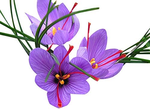 20 Large Saffron Crocus Sativus Corms for Planting - Premium Saffron Crocus Bulbs with Instructions Included - Grow Your Own Saffron Plant with Saffron Corms - Crocus Sativus Bulbs