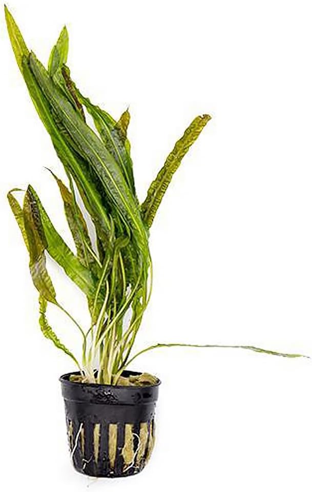 SubstrateSource Cryptocoryne Live Aquarium Plants - Freshwater Plant for Aquariums, Planted Fish Tanks - Beginner Friendly (Balansae, 1 Pot (3-5 Plants))