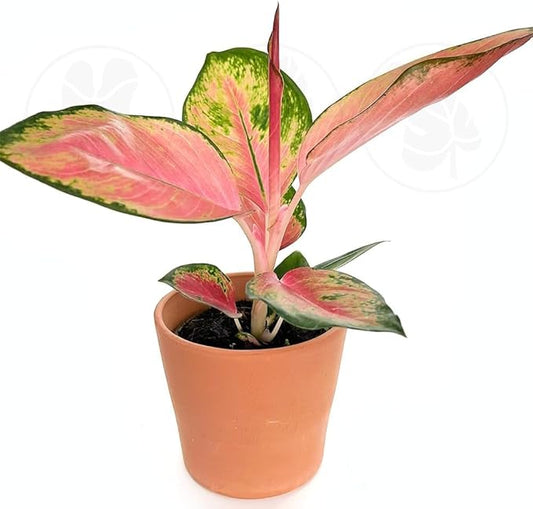 Aglaonema Pink Pearl – Live Plant in 4" Grower’s Pot, Easy to Grow Low Maintenance Indoor Houseplant, Pink Plants - Includes UniHeat Pack for Winter Protection