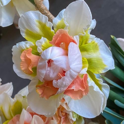 Replete Double Daffodil Bulbs for Planting - Colorful Daffodil Blooms (5 Bulbs)