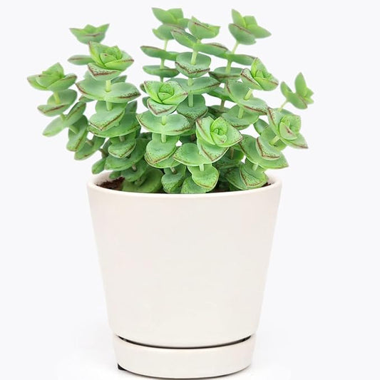 String of Buttons Crassula Perforata (4" Minimalist Pot with Saucer) - Live Healthy Unique Variegated Succulent for Home Office Decoration