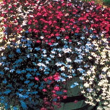 Park Seed Lobelia Flower Plant Seeds, Easy to Grow, Perfect for Spring Garden, Fountain Mix, Pack of 100