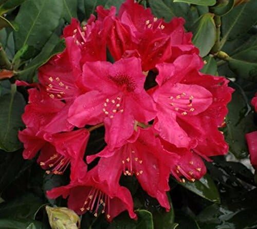 Nova Zembla Red Rhododendron - Live Plant - Trade Gallon Pot