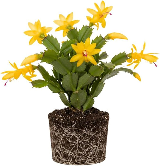 Yellow Christmas Cactus Plants Live, Size 3-6" Christmas Cactus Plant, Colorful Holiday Houseplant Flowering Succulent Live Plants for Planting, Well Rooted, No Pot
