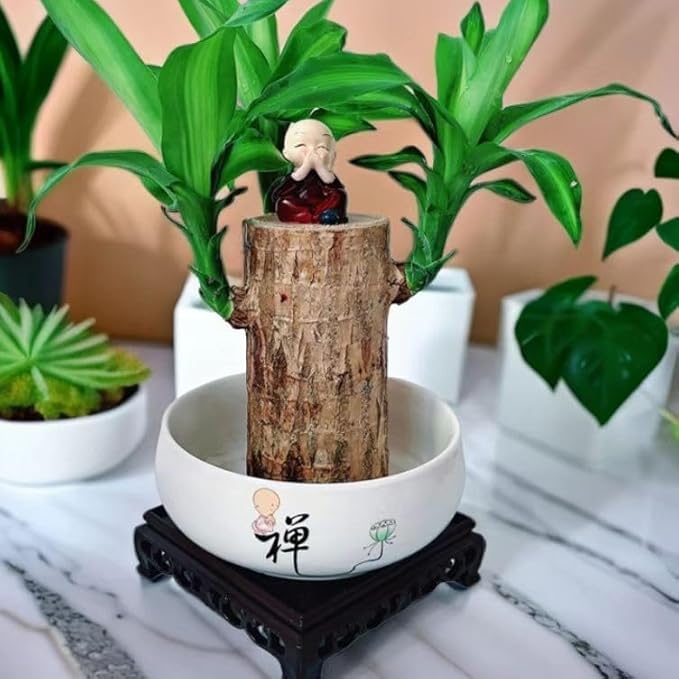 Brazilian Lucky Wood Plant, Brazilian Wood with Energy Crystals, Low-Light Office, Bedroom Decor, Home Good Luck Decor (Yellow+Little People)