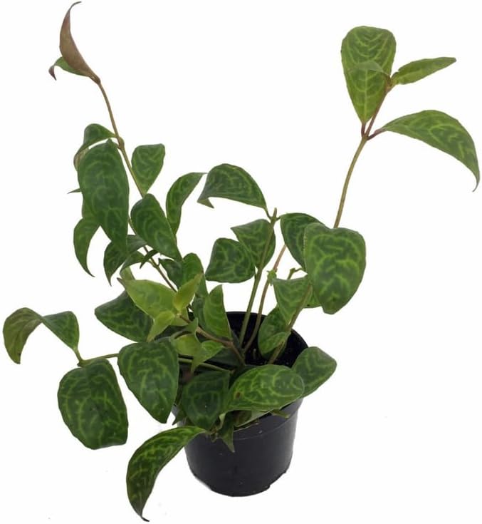 Random Lipstick Plans Live Houseplants in Pot, Aeschynanthus Red Flower Vine Décor Office, Desk Indoor Outdoor Growing