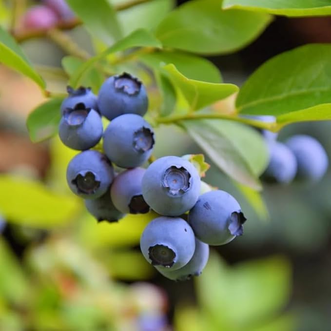 Elliott Blueberry Plant Live for Planting, 4-8 Inch Tall Starter Plant, Hardy Blueberry Bush for Garden or Patio