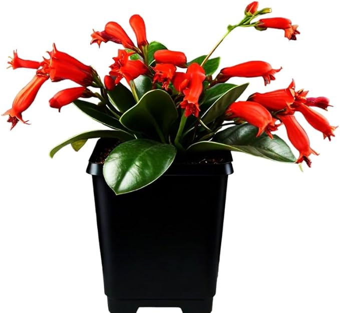 Scarlet-Red Lipstick Plans Live Houseplants in Pot, Aeschynanthus Red Flower Vine Décor Office, Desk Indoor Outdoor Growing