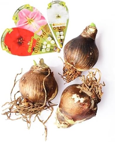 Amaryllis Flower Bulbs, 3 Bulbs, 1 Bulb Each Merry Christmas, Alfresco and Candy Floss Amaryllis, Easy to Grow Live Indoor Flower, Gift for Holidays, Housewarming, Office, and Room Decor
