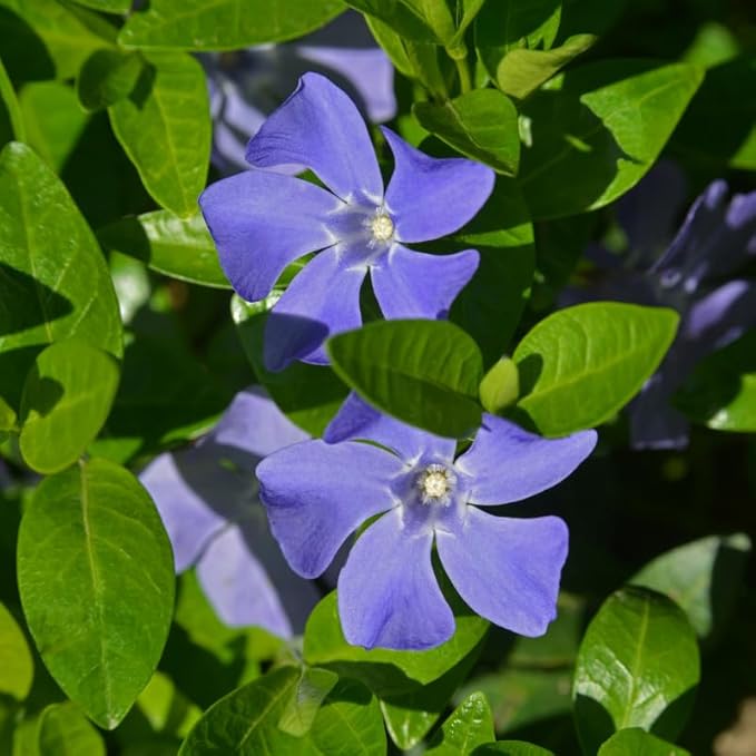 12 Vinca Plants, Vinca Minor Ground Cover Plant, Blue Flowers Periwinkle Plants, Perennial Vine Bare Roots
