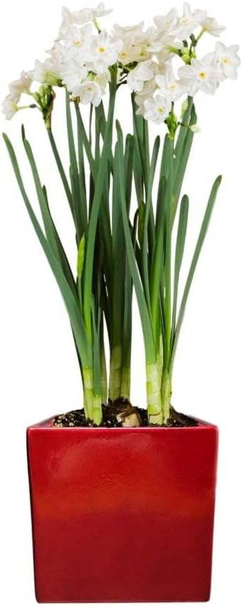 Easy to Grow Paperwhites 4 Flower Bulbs Planted in a Red Square Gift, Blooms Indoors for Holidays, Spice Fragrance