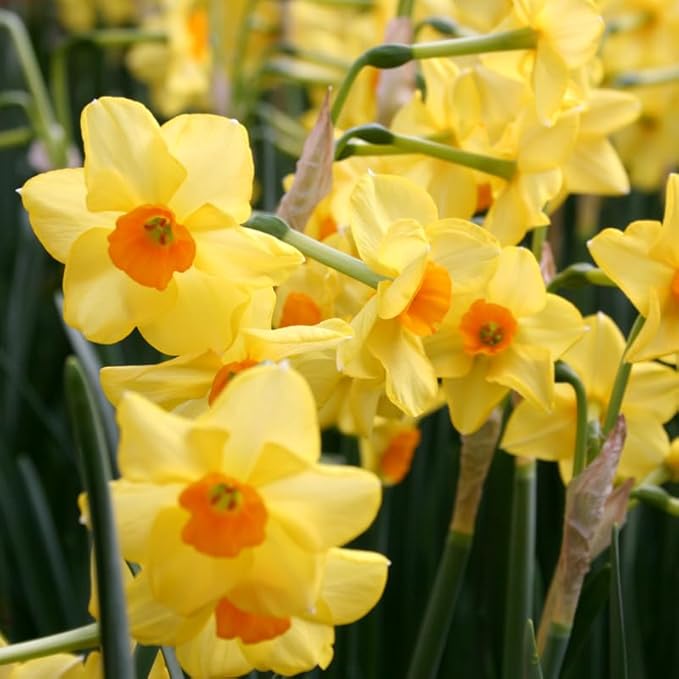 Martinette Daffodil Flower Bulbs - 5 Bulbs per Pack - Pleasantly Scented - Deer Resistant - Good as Cut Flowers - Grows Well in Containers - Perennializing