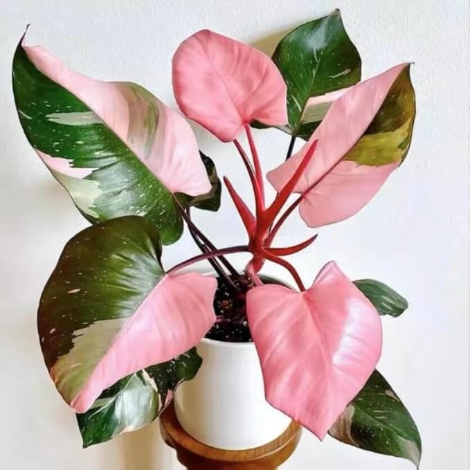 Mixed Variegated Philodendron Live Plants, Unique Foliage Philodendron Plants, Rare Tropical Houseplant, No Pot, 4-8'' Tall