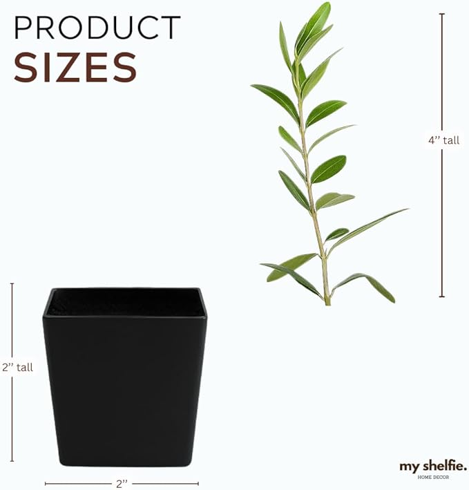 MYSHELFIE Dwarf Olive Tree Starter Plant, 2 Inch Pot, Indoor Outdoor Bonsai (3)
