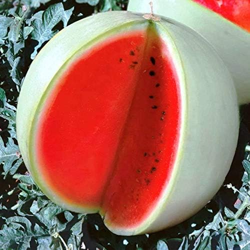 Seeds Watermelon Snow White Giant Heirloom Vegetable for Planting Non GMO