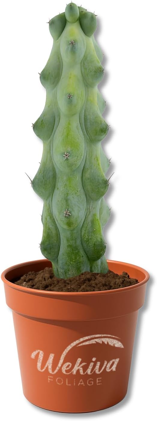 Boobie Cactus - 1 Live Plant in a 3 Inch Growers Pot - Myrtillocactus Geometrizans - Fun Exotic Sculptural Easy Care Succulent Houseplant
