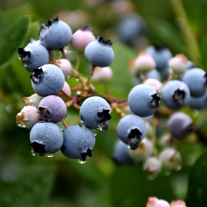 Sunshine Blueberry Plant Live for Planting, 4-8 Inch Tall Starter Plant, Hardy Blueberry Bush for Garden or Patio