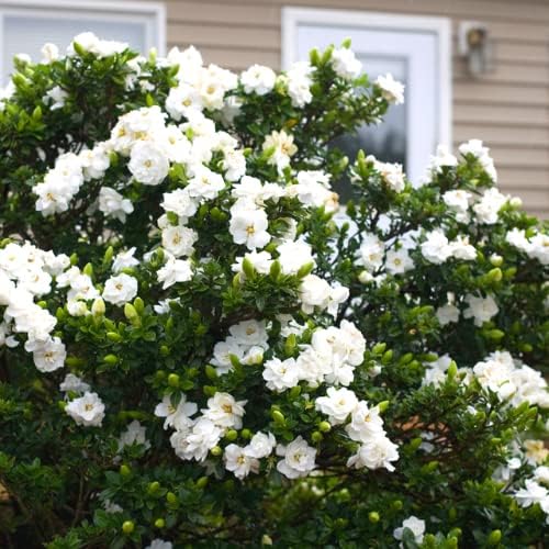 3 Frostproof Cape Jasmine Plants Live, 5 to 8 Inches Tall, Gardenia Jasmine Vine Plant for Gardening and Outdoor Patio