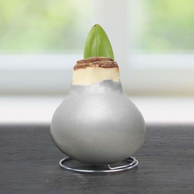 Holiday Waxed Amaryllis Flower Collection, No Water Needed (Pack of 3)