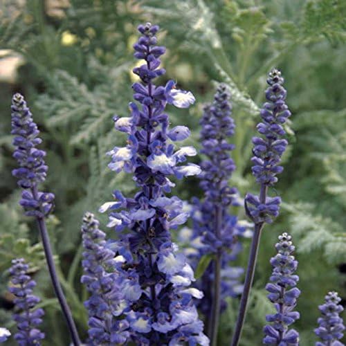 Park Seed Fairy Queen Salvia Seeds, Deep Blue and White Bicolor Bloom Spikes for Pollinators, Heat and Drought Tolerant Mealycup Sage, Pack of 50