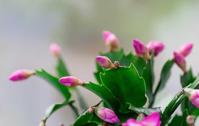 American Plant Exchange Live Christmas Cactus 2-Pack – 4-Inch Pot Cover – Easy Care Flowering Succulents with Festive Blooms for Holiday Home Décor, Kitchens, Offices & Indoor Winter Displays