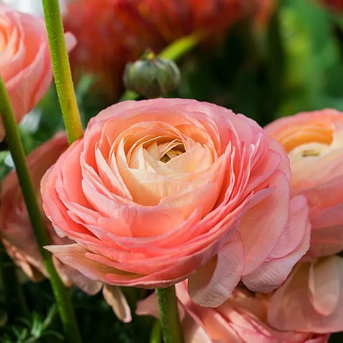 Ranunculus Bulbs for Planting, 25 Pink Ranunculus Bulbs for Fall Planting, French Peony Ranunculus Corms Bulk Ranunculus Flowers Buttercups, Butterfly Ranunculus Bulbs to Grow