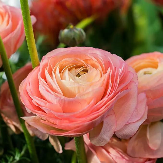 Ranunculus Bulbs for Planting, 25 Pink Ranunculus Bulbs for Fall Planting, French Peony Ranunculus Corms Bulk Ranunculus Flowers Buttercups, Butterfly Ranunculus Bulbs to Grow
