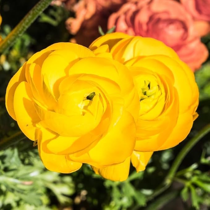 25 Ranunculus Bulbs for Fall Planting, Perennial Flowers Bulbs for Gardens, Vibrant Peony Buttercup Corms for Outdoor Borders (Yellow Ranunculus)