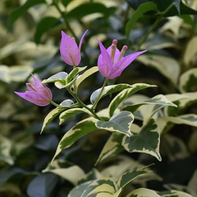 2 Bougainvillea Plants Live, Trailing Flowering Vines, 5-9” Tall, Well-Rooted Bougainvillea Trees for Outdoor Garden or Patio (Blueberry Ice Bougainvillea)