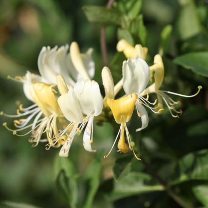 Honeysuckle Plant Live for Planting, Lonicera Honeysuckle Vine, Very Hardy, in 2.5 Inc Pot, Fragrant Yellow Bloom