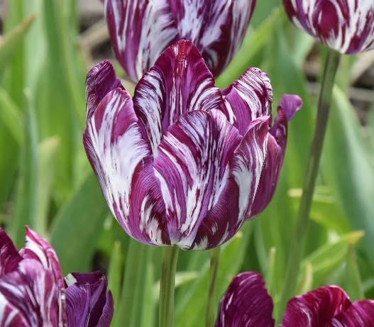 20 Tulip Bulbs for Fall Planting, Top Size Tulips Bulbs Perennial Flowers, Vibrant Spring Blooms, Easy Fall Planting (Mix Rare Tulip)