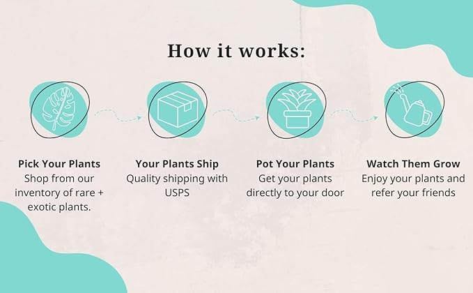 CoollectivePlants Monstera Swiss Cheese – Live Monstera Plant in 4″ Grower’s Pot, Easy Care and Low Maintenance Indoor Houseplant, Includes UniHeat Pack for Winter Protection