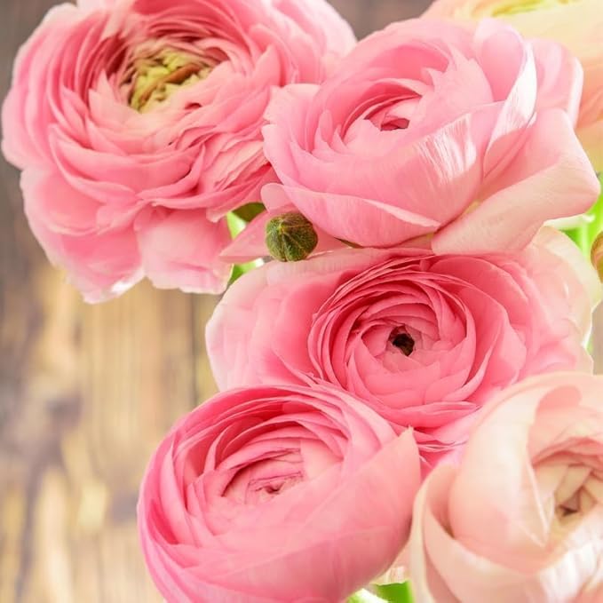 25 Ranunculus Bulbs for Fall Planting, Perennial Flowers Bulbs for Gardens, Vibrant Peony Buttercup Corms for Outdoor Borders (Pink Ranunculus)