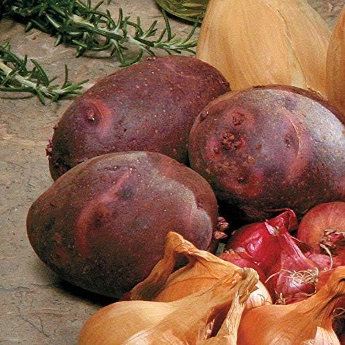 Simply Seed - Purple Viking Potato Seed - All Natural - Ready for Planting - American Grown Real Potatoes