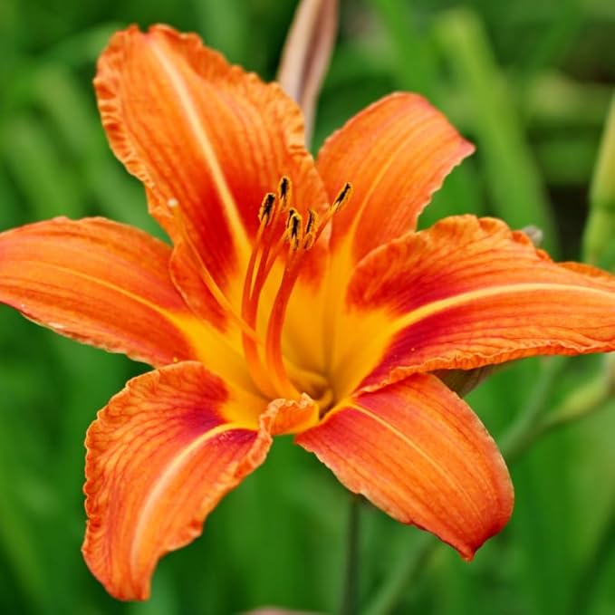3 Wild Orange Daylily Bulbs for Planting, Reblooming Daylilies Roots, Hardy Perennial Flowers Bulbs, Gardens and Borders Planting