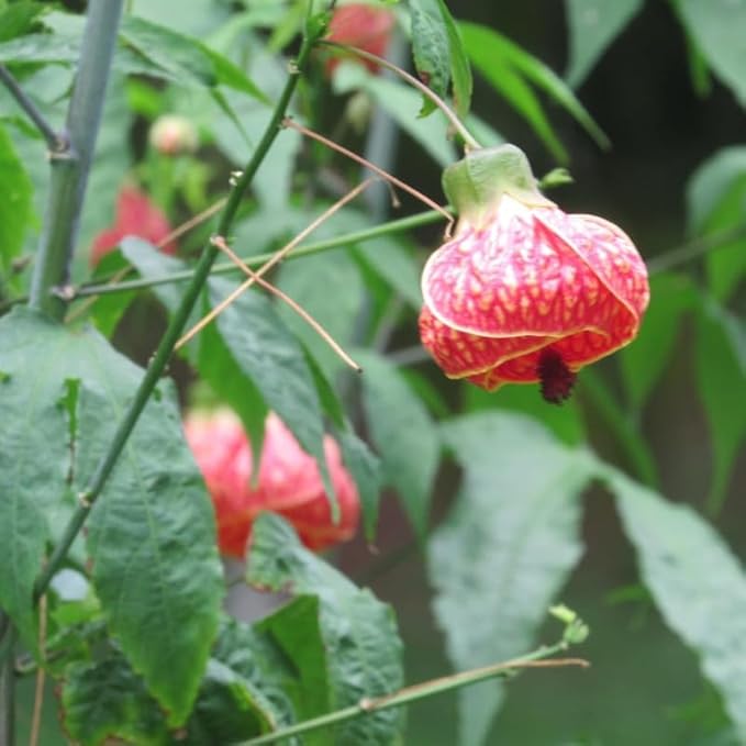 2 Abutilon Plants Live 5-8 Inches Tall - Abutilon Lantern Trailing Hanging Flower Vine Perfect for Enhancing Your Indoor Outdoor Garden (Pink)