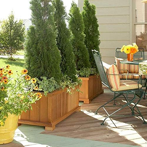 (4) - Emerald Green Arborvitae (Thuja) - Live Plant - (1 QT) (4 Live Plants)