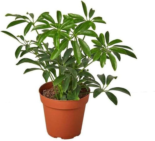 Schefflera Arboricola Live Plant for Indoor | Different Houseplants in 3'' Pot | Real House Plant for Living Room, Office, Desk & Bathroom | Dwarf Umbrella Tree