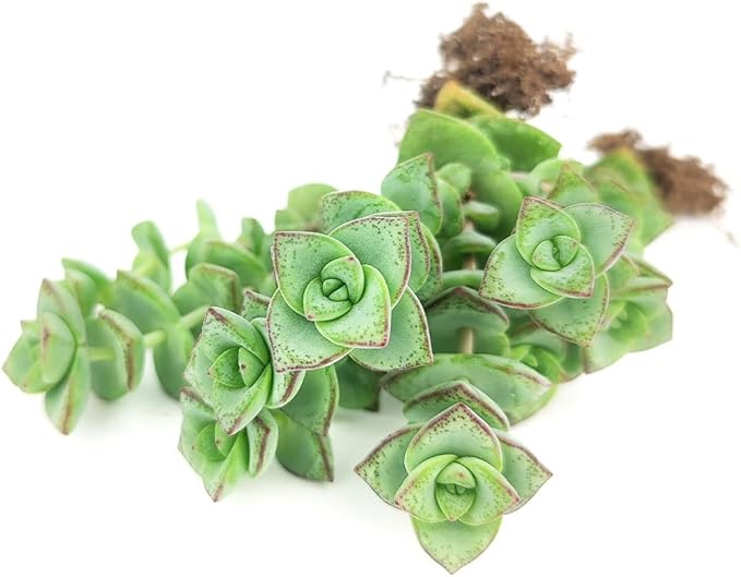 SUCCULENTS BOX String of Buttons Crassula Perforata (5"-7" Tall in 4" Grower Pot) - Live Healthy Unique Variegated Succulent for Home Office Decoration