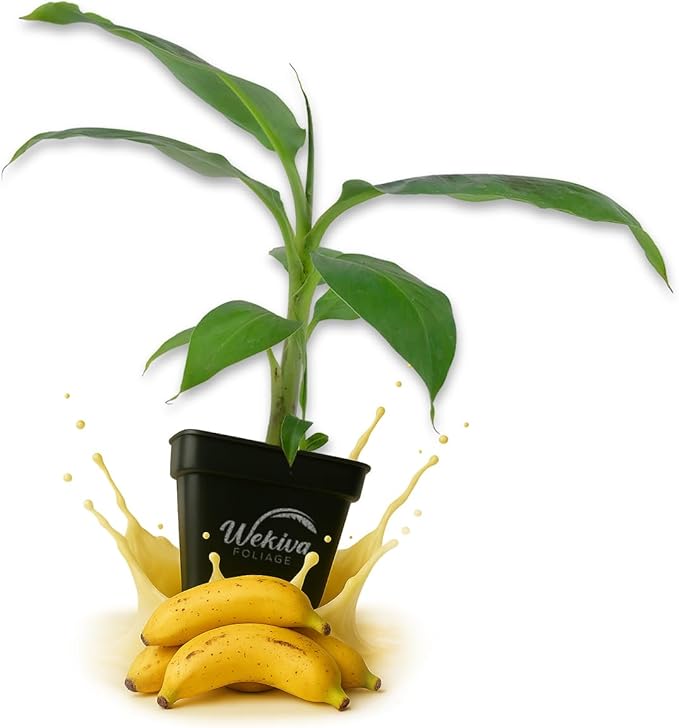 Truly Tiny Banana Tree - 1 Live Plant in a 3 Inch Growers Pot - Musa Acuminata - Edible Fruit Bearing Tree for The Patio and Garden