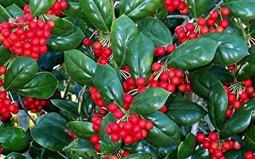Burfordi Holly | 3 Live Plants | Ilex Cornuta | Fast Growing Evergreen Shrubs, Privacy Hedge Plants, Dark Green Foliage, Low Maintenance Landscaping, Ideal for Hedges and Borders