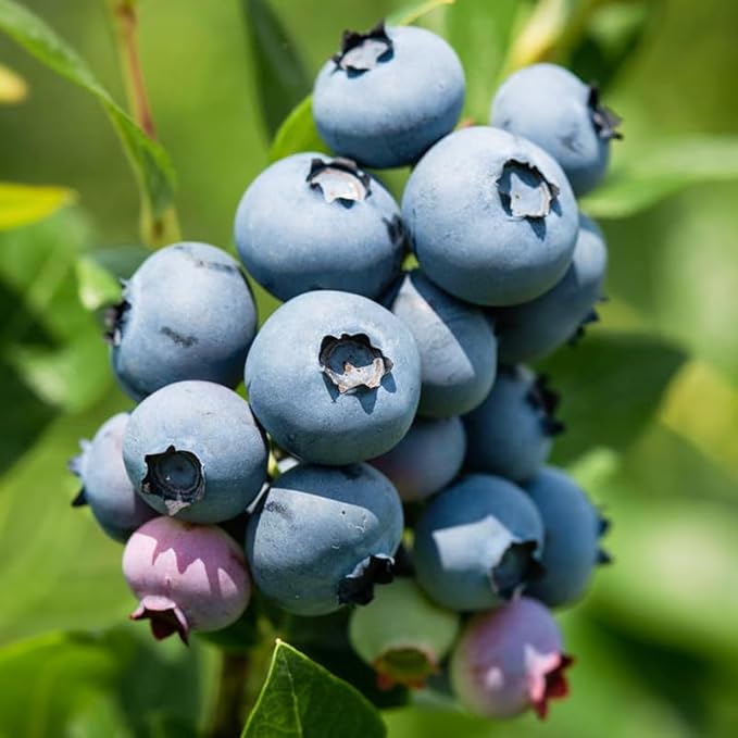 Misty Blueberry Plant Live for Planting, 4-8 Inch Tall Starter Plant, Hardy Blueberry Bush for Garden or Patio