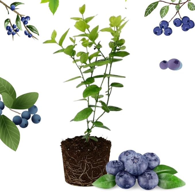Legacy Blueberry Plant Live for Planting, 4-8 Inch Tall Starter Plant, Hardy Blueberry Bush for Garden or Patio