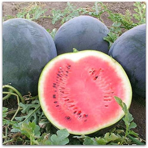 Watermelon Black Beauty Early Rare Giant Fruit Heirloom Organic Non-GMO