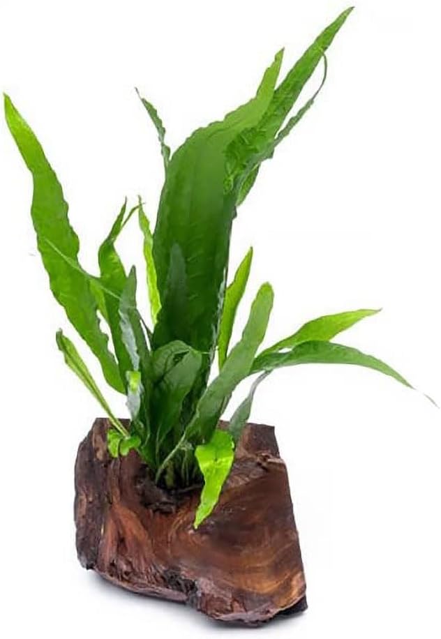 SubstrateSource Live Aquarium Plants on Driftwood, Lava Rock, Moss Mat - Freshwater Fish Tank Plants (Java Fern, Driftwood (Small))