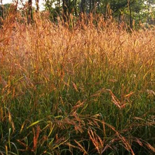 Outsidepride Perennial Andropogon Big Bluestem Grass Seed - 5 lbs. Warm Season, Drought Resistant, Native Prairie Grass Seed, Ideal for Erosion Control, Ornamental Landscaping & Wildlife Gardens