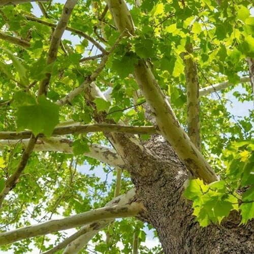 5 American Sycamore Trees - 12-24" Tall Live Plants - Shade Tree Seedlings - Platanus occidentalis - (5 Pack)