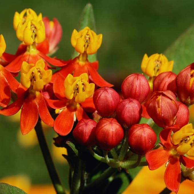 2 Red Butterfly Milkweed Plants Live, Live Milkweed Plants, Asclepias Tuberosa Plant for Gardening, 5 to 7 Inc Tall
